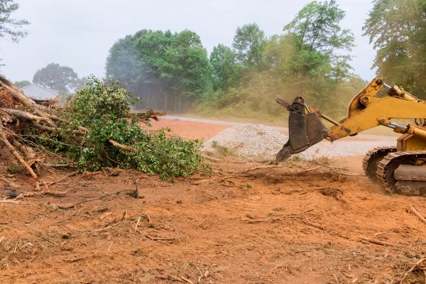 Cost of Forestry Mulching Service in Louisville