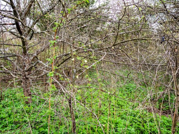 Cost of Underbrush Clearing in Louisville