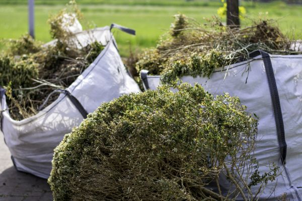Cost of Bushes Clearing in Louisville