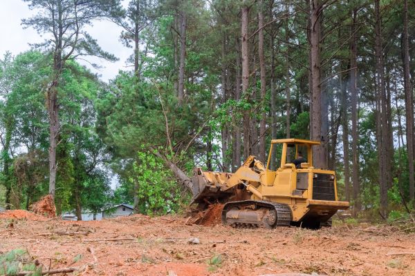 Cost of Undergrowth Removal in Louisville